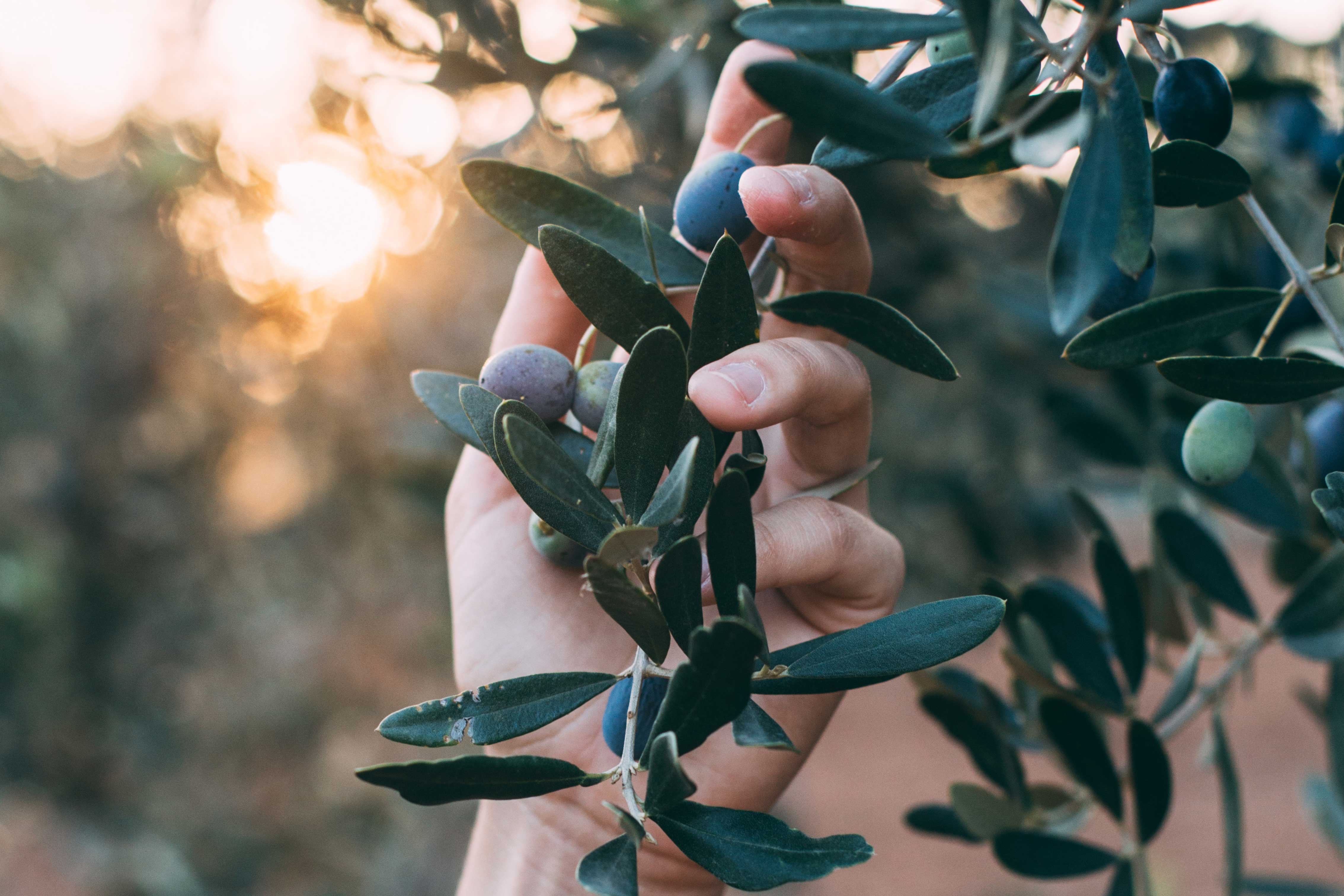 calidad en aceitunas